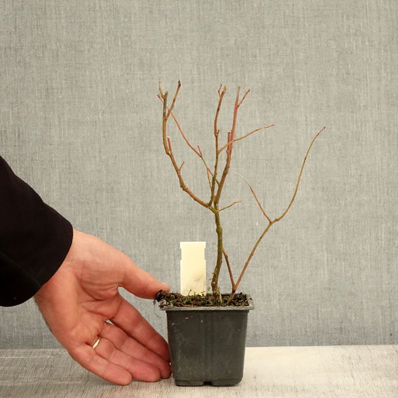 Exemplar von Amerikanische Blaubeere Goldtraube - Vaccinium corymbosum Kleine Töpfe von 8/9 cm wie im Herbst geliefert