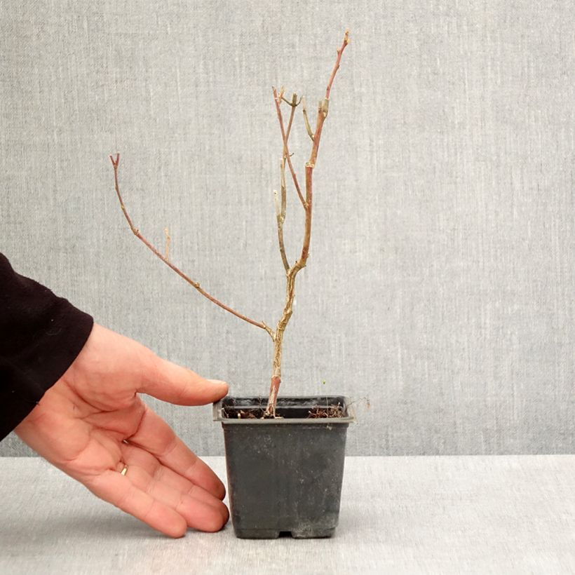 Exemplar von Amerikanische Blaubeere Goldtraube - Vaccinium corymbosum Kleine Töpfe von 8/9 cm wie im Frühjahr geliefert