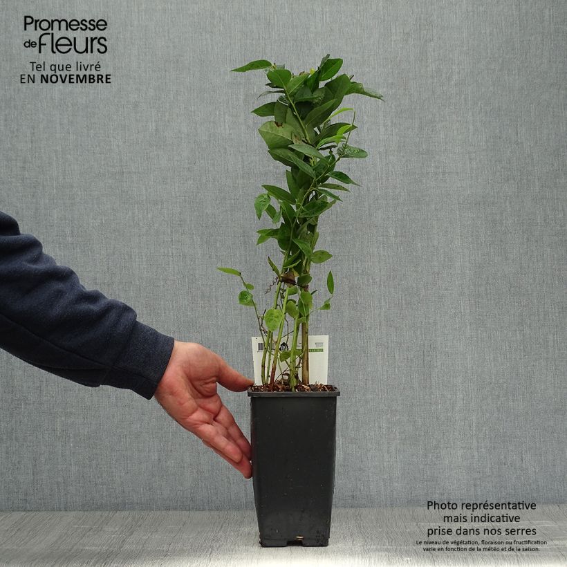 Exemplar von Amerikanische Blaubeere Blue Crop - Vaccinium corymbosum x myrtillus Topf mit 1,5L/2L, Strauch wie im Herbst geliefert