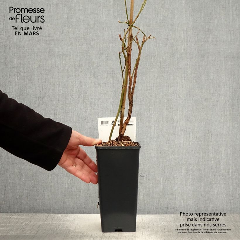 Exemplar von Amerikanische Blaubeere Blue Crop - Vaccinium corymbosum x myrtillus Topf mit 1,5L/2L, Strauch wie im Frühjahr geliefert