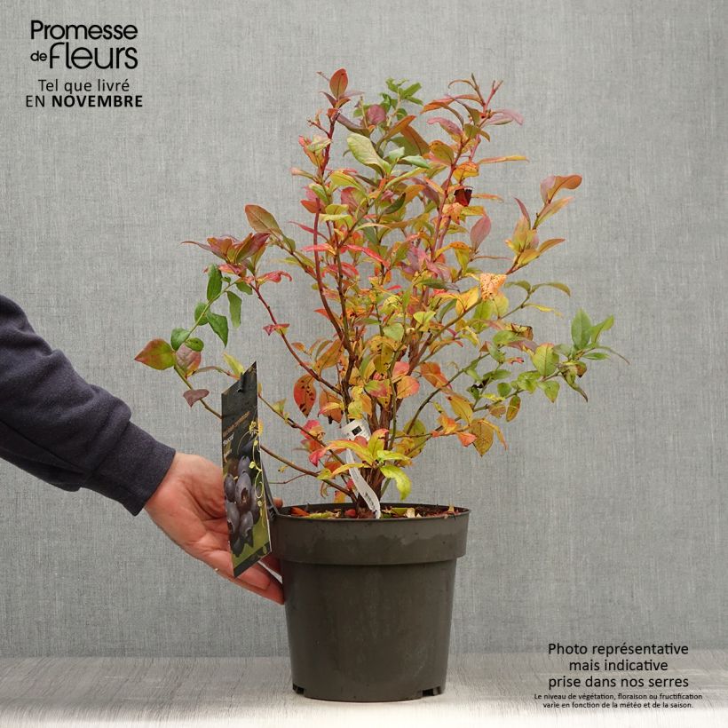 Exemplar von Amerikanische Blaubeere Blue Crop - Vaccinium corymbosum x myrtillus Topf mit 4L/5L wie im Herbst geliefert