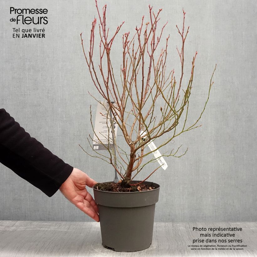 Exemplar von Amerikanische Blaubeere Blue Crop - Vaccinium corymbosum x myrtillus Topf mit 4L/5L wie im Winter geliefert