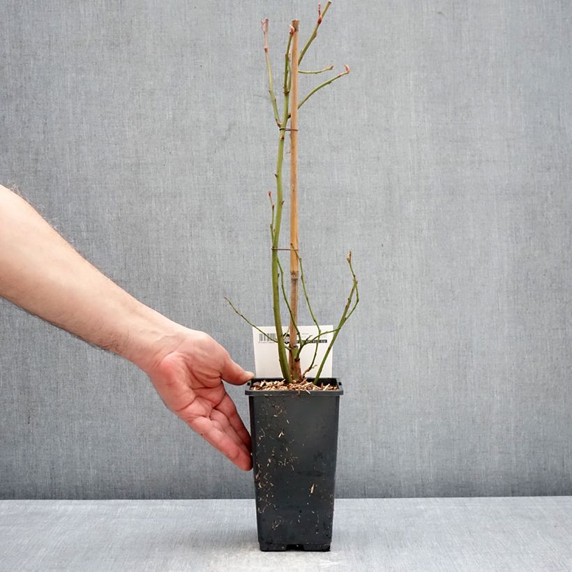 Exemplar von Amerikanische Blaubeere Blue Dessert - Vaccinium corymbosum Topf mit 1,5L/2L, Strauch wie im Winter geliefert