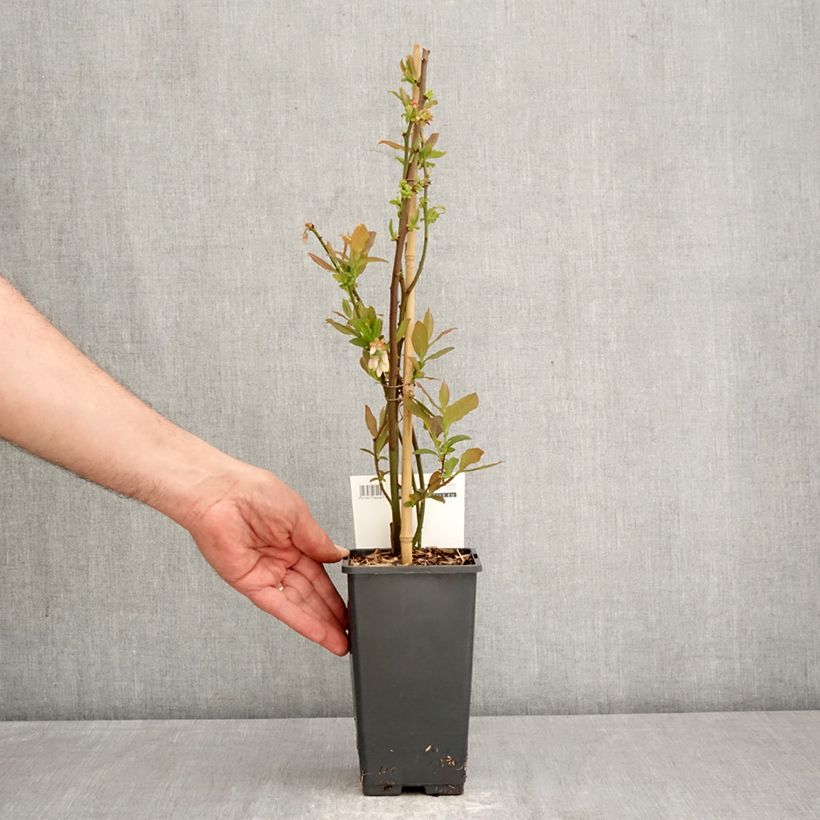 Exemplar von Amerikanische Blaubeere Blue Dessert - Vaccinium corymbosum Topf mit 1,5L/2L, Strauch wie im Frühjahr geliefert