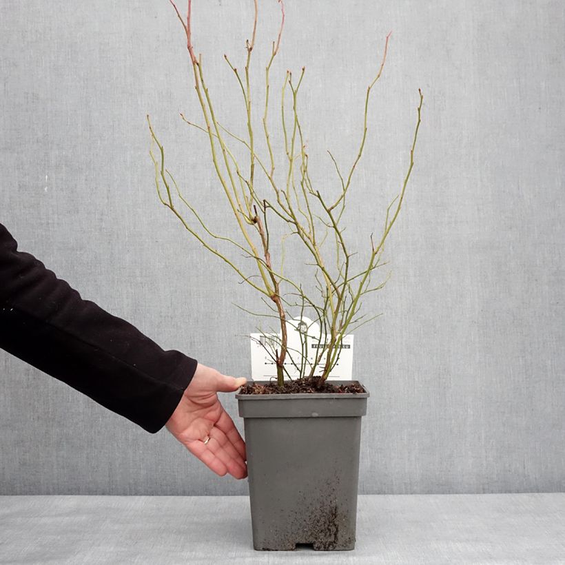 Exemplar von Amerikanische Blaubeere Blue Dessert - Vaccinium corymbosum Topf mit 3L/4L, Strauch/Busch, mehrstämmig wie im Winter geliefert