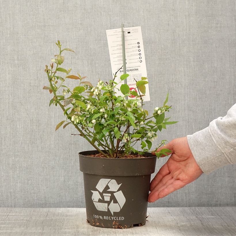 Exemplar von Amerikanische Blaubeere Blue Dessert - Vaccinium corymbosum Topf mit 3L/4L, Strauch/Busch, mehrstämmig wie im Frühjahr geliefert