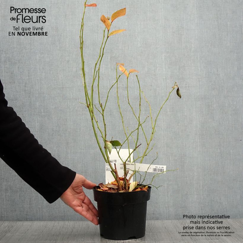 Exemplar von Amerikanische Blaubeere Blue Jay - Vaccinium corymbosum Topf mit 1,5L/2L, Strauch wie im Herbst geliefert