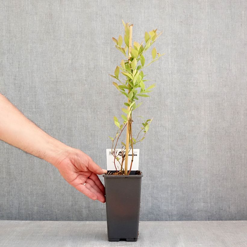 Exemplar von Amerikanische Blaubeere Blue Roma 'Blueroma' - Vaccinium corymbosum Topf mit 3L/4L, Strauch/Busch, mehrstämmig wie im Frühjahr geliefert