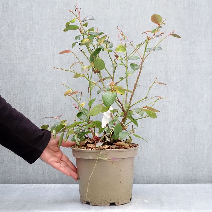 Exemplar von Vaccinium corymbosum Blue Suede - Kultur-Heidelbeere Topf mit 4L/5L, Strauch wie im Winter geliefert