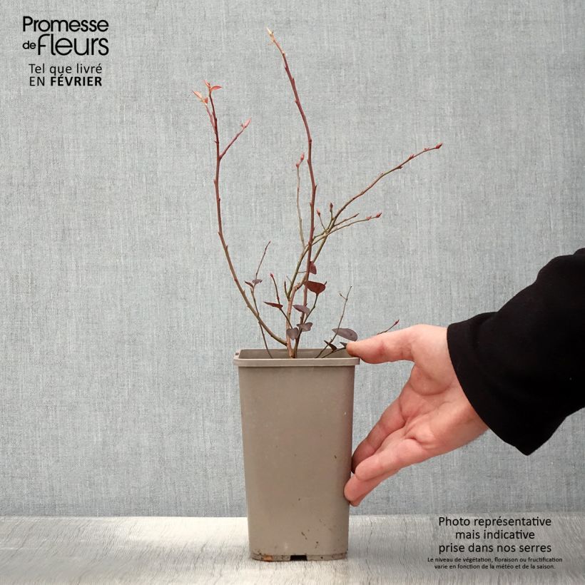 Exemplar von Amerikanische Blaubeere Blues Brothers - Vaccinium corymbosum Topf mit 1,5L/2L wie im Winter geliefert