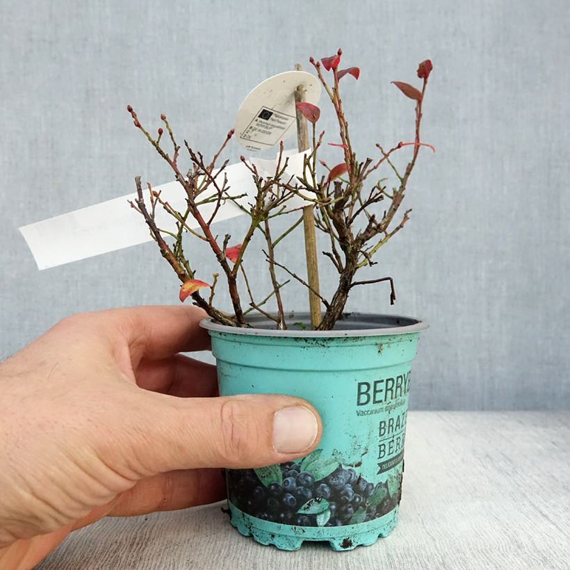 Exemplar von Heidelbeere Brazelberry Berrybux - Vaccinium angustifolium Topf 10 cm/11cm wie im Herbst geliefert