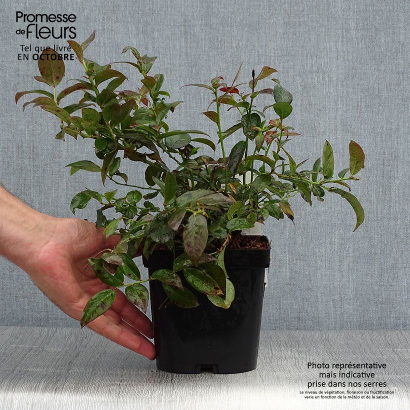 Exemplar von Amerikanische Blaubeere Cabernet Splash 'VacBri1' - Vaccinium corymbosum Topf mit 2L/3L, Strauch wie im Herbst geliefert