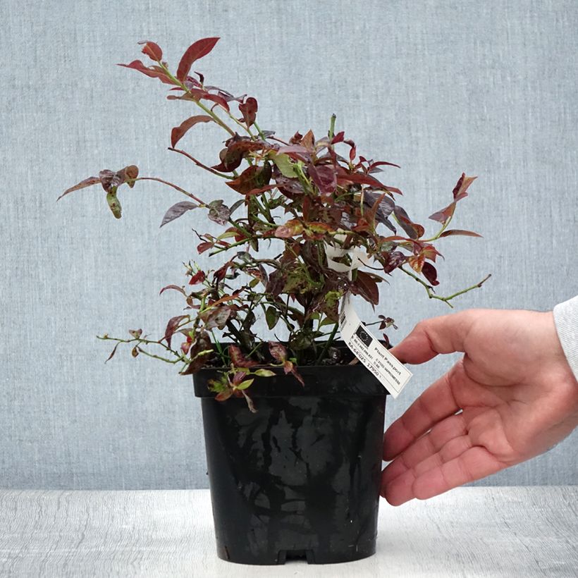 Exemplar von Amerikanische Blaubeere Cabernet Splash 'VacBri1' - Vaccinium corymbosum Topf mit 2L/3L, Strauch wie im Sommer geliefert