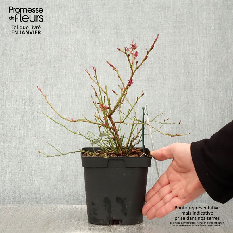 Exemplar von Amerikanische Blaubeere Cabernet Splash 'VacBri1' - Vaccinium corymbosum Topf mit 2L/3L, Strauch wie im Winter geliefert