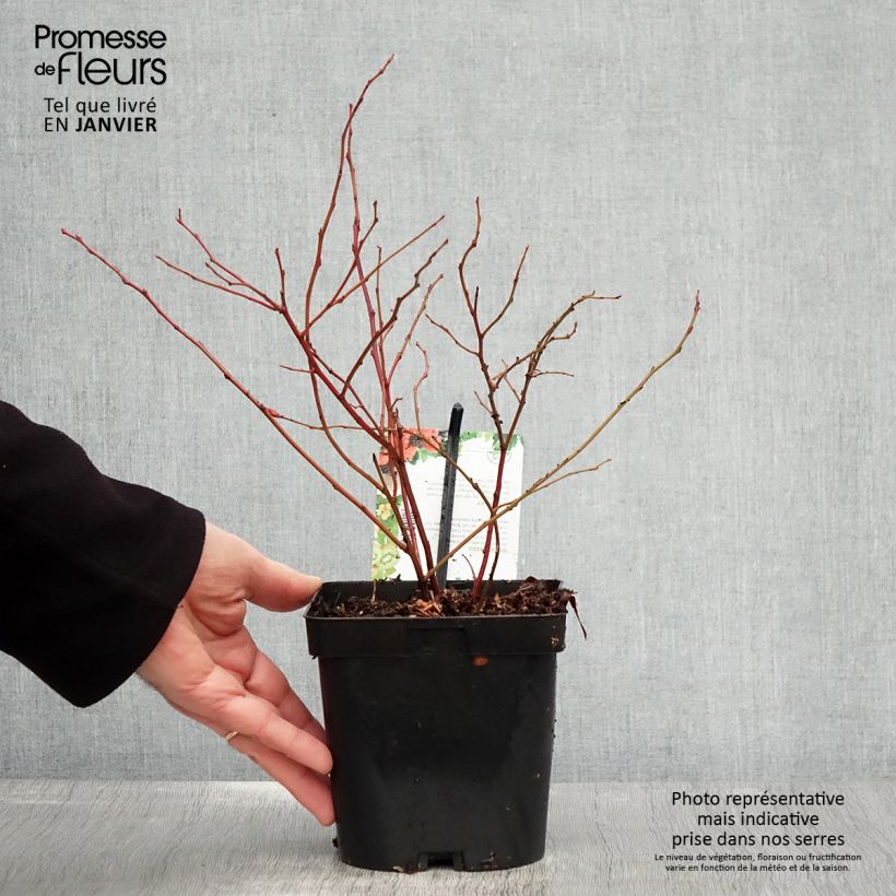 Exemplar von Amerikanische Blaubeere Chandler - Vaccinium corymbosum Topf mit 1,5L/2L, Strauch wie im Winter geliefert