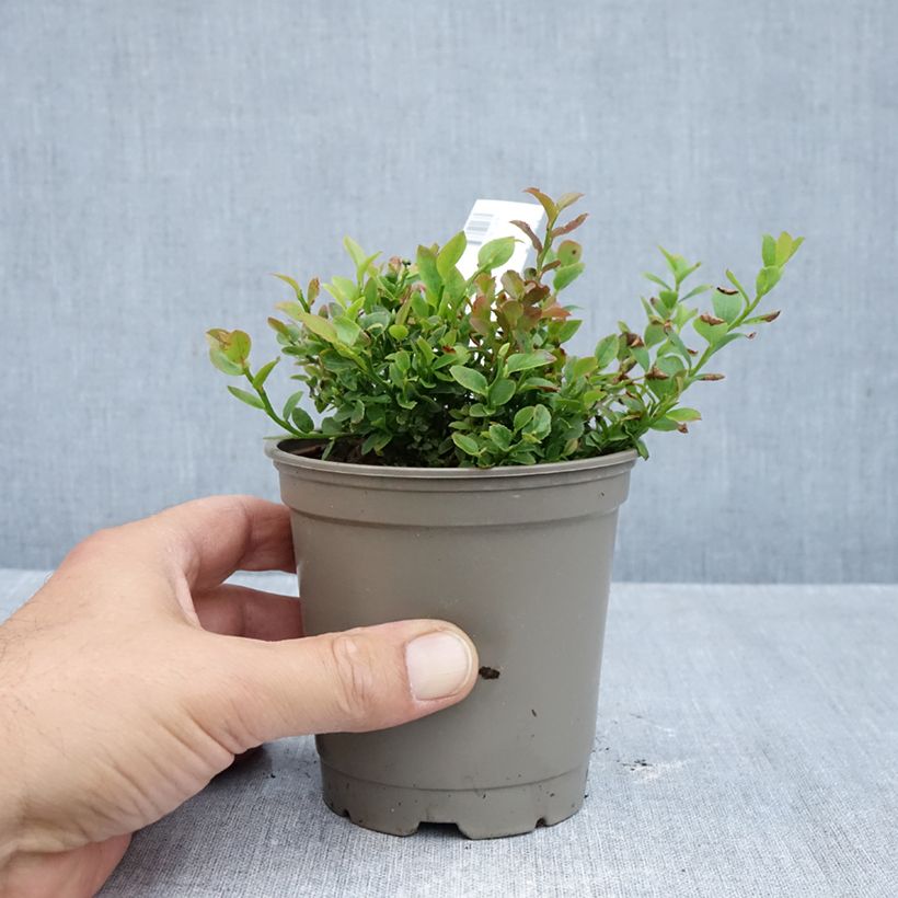 Exemplar von Waldheidelbeeren - Vaccinium myrtillus Topf 12 cm / 13 cm, Strauch wie im Herbst geliefert