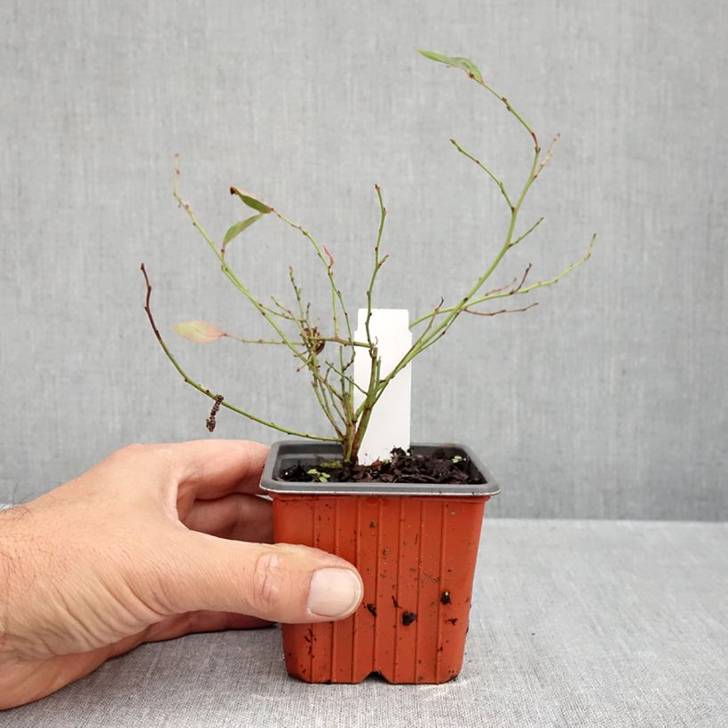 Exemplar von Amerikanische Blaubeere Elliott - Vaccinium corymbosum Kleine Töpfe von 8/9 cm, Strauch wie im Herbst geliefert