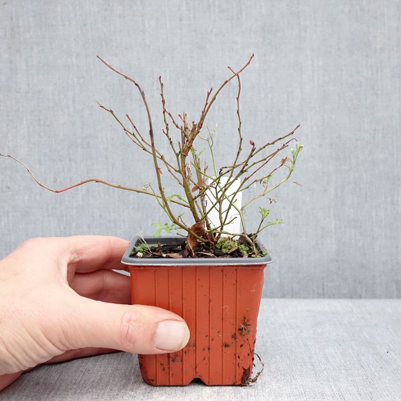 Exemplar von Amerikanische Blaubeere Elliott - Vaccinium corymbosum Kleine Töpfe von 8/9 cm, Strauch wie im Winter geliefert