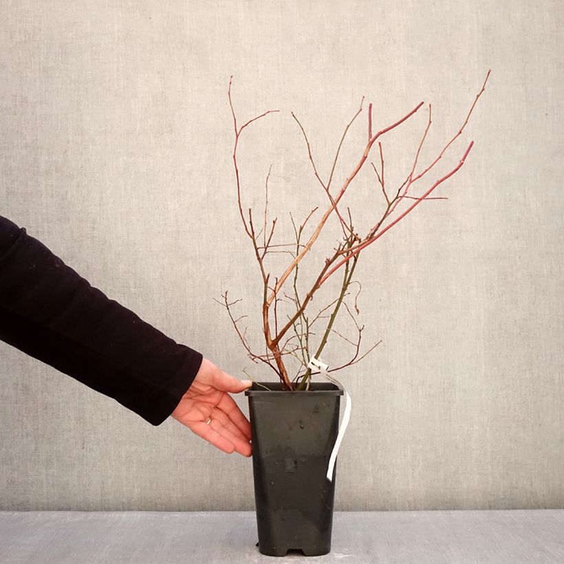 Exemplar von Amerikanische Blaubeere Elliott - Vaccinium corymbosum Topf mit 2L/3L, Strauch/Busch, mehrstämmig wie im Winter geliefert