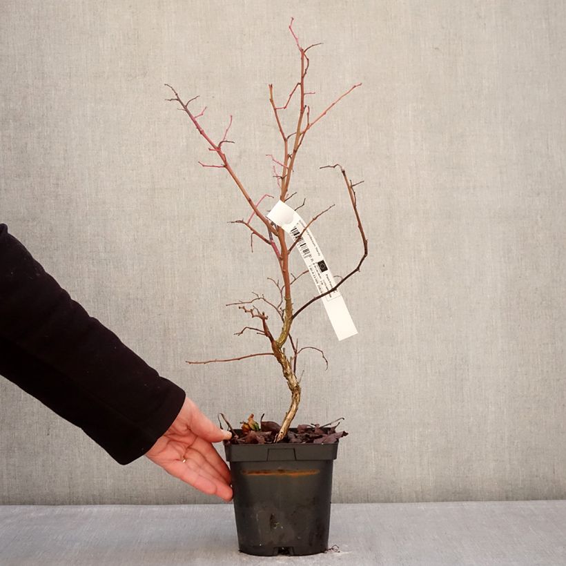 Exemplar von Amerikanische Blaubeere Hardyblue - Vaccinium corymbosum Topf mit 2L/3L, Strauch/Busch, mehrstämmig wie im Winter geliefert