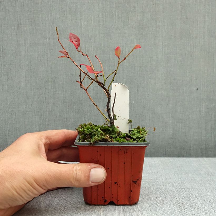 Exemplar von Amerikanische Blaubeere Flamingo - Vaccinium corymbosum Kleine Töpfe von 8/9 cm, Strauch wie im Herbst geliefert