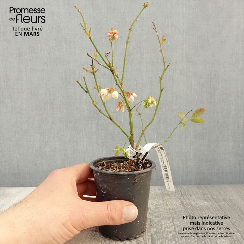 Exemplar von Amerikanische Blaubeere Patriot - Vaccinium corymbosum x myrtillus Kleine Töpfe von 8/9 cm wie im Frühjahr geliefert