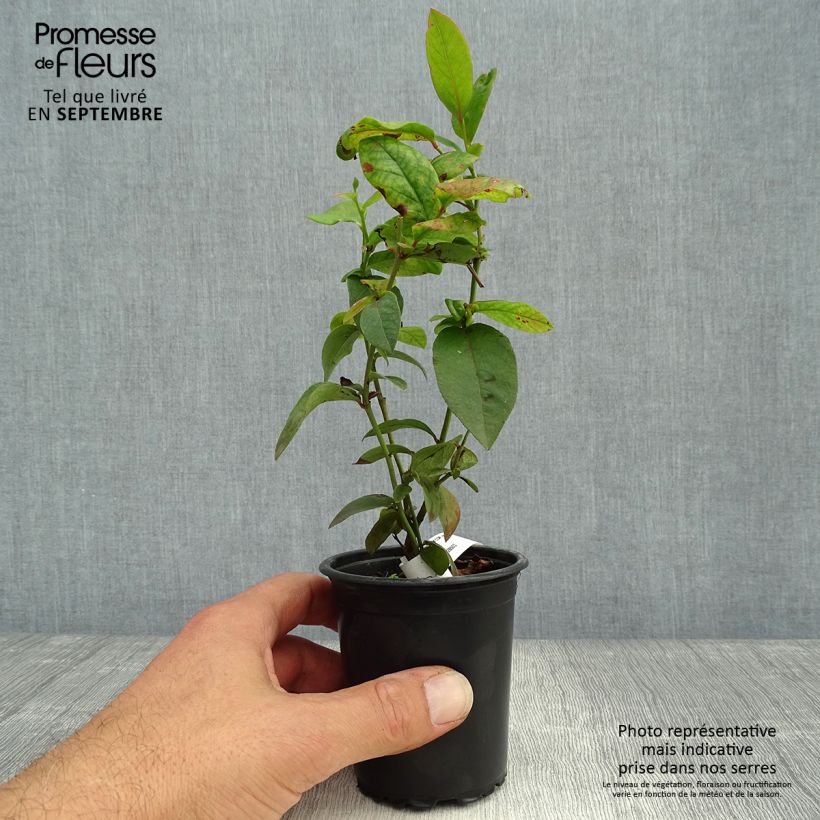Exemplar von Amerikanische Blaubeere Patriot - Vaccinium corymbosum x myrtillus Kleine Töpfe von 8/9 cm wie im Herbst geliefert