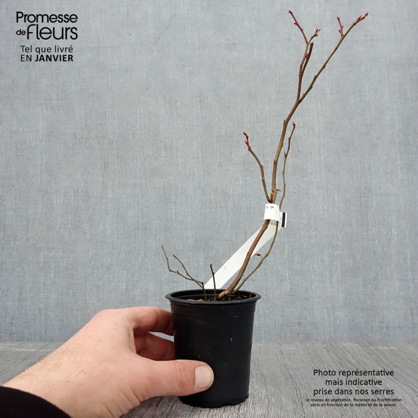 Exemplar von Amerikanische Blaubeere Patriot - Vaccinium corymbosum x myrtillus Kleine Töpfe von 8/9 cm wie im Winter geliefert