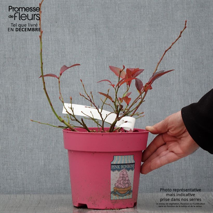 Exemplar von Amerikanische Blaubeere Pink Bonbons - Vaccinium corymbosum Topf mit 2L/3L wie im Herbst geliefert
