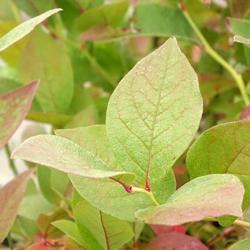 Amerikanische Blaubeere Pink Bonbons - Vaccinium corymbosum (Laub)