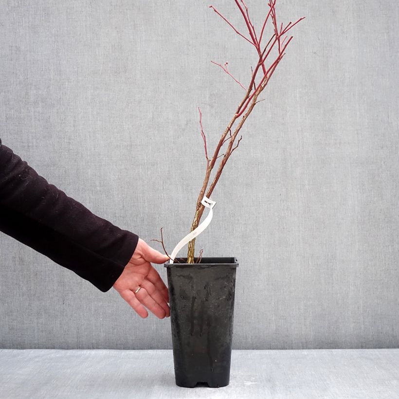 Exemplar von Amerikanische Blaubeere Sunshine Blue - Vaccinium corymbosum Topf mit 2L/3L, Strauch wie im Winter geliefert