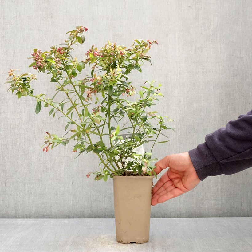 Exemplar von Amerikanische Blaubeere Sunshine Blue - Vaccinium corymbosum Topf mit 2L/3L, Strauch wie im Frühjahr geliefert