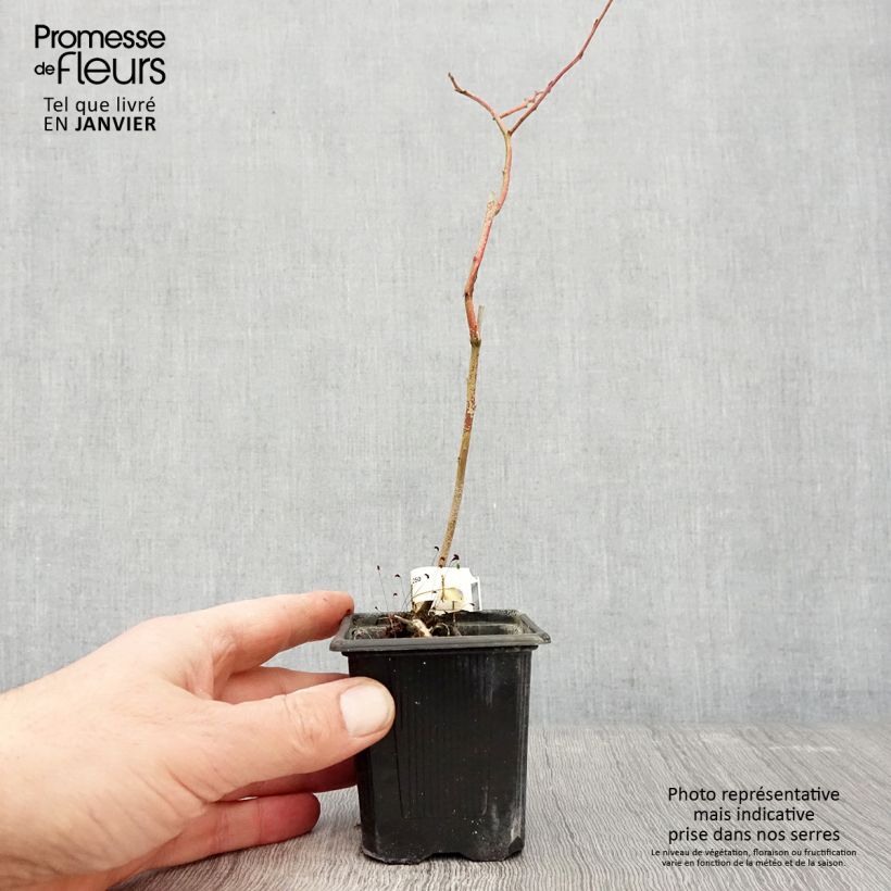 Exemplar von Amerikanische Blaubeere Yello!Berryblue 'Andval1601' - Vaccinium corymbosum Kleine Töpfe von 8/9 cm, Strauch wie im Winter geliefert