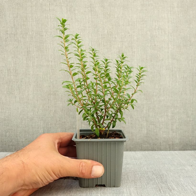 Exemplar von Myrtus communis subsp.tarentina Kleine Töpfe von 8/9 cm wie im Sommer geliefert