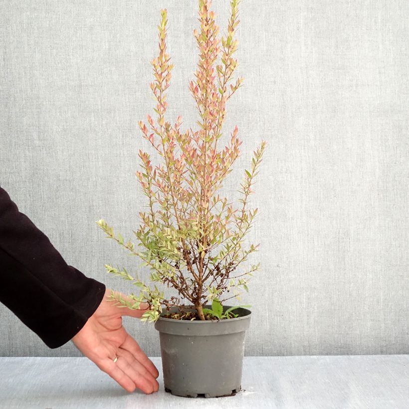Exemplar von Myrtus communis Variegata Topf mit 1,5L/2L wie im Herbst geliefert
