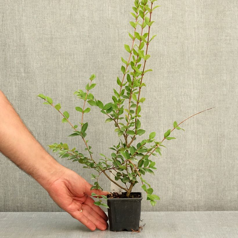 Exemplar von Myrtus luma Kleine Töpfe von 8/9 cm wie im Sommer geliefert