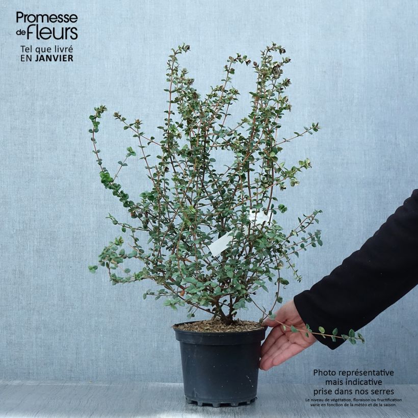 Exemplar von Myrtus ugni Elite - Chilenische Guave Topf mit 2L/3L wie im Winter geliefert