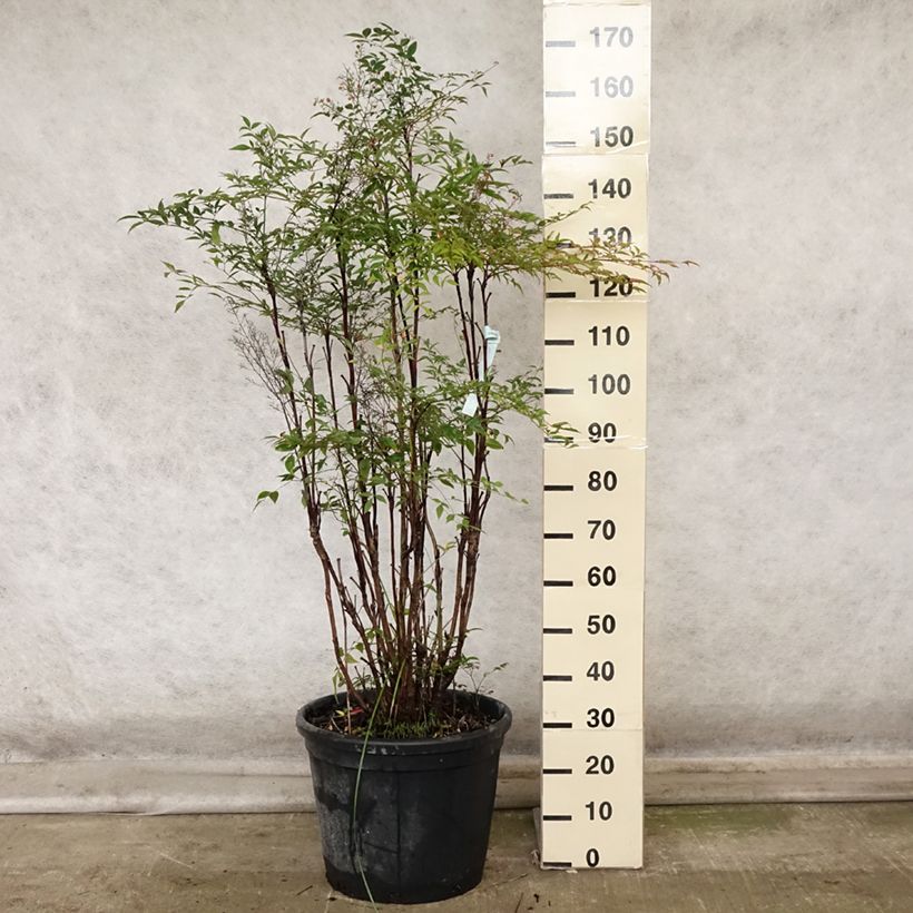 Exemplar von Himmelsbambus - Nandina domestica Topf mit 18L/20L wie im Herbst geliefert