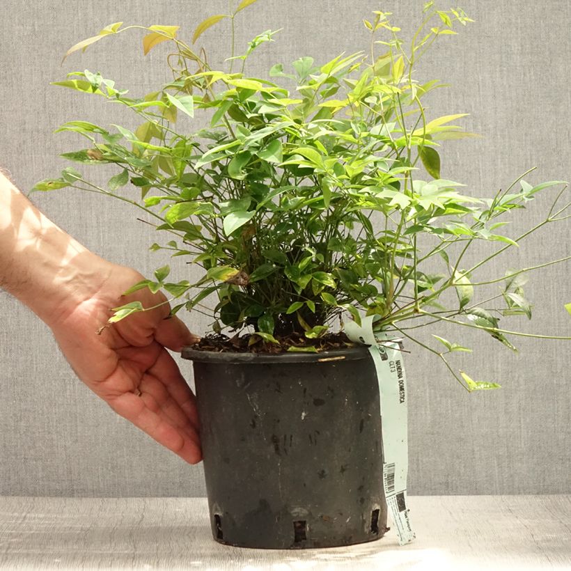 Exemplar von Himmelsbambus - Nandina domestica Topf mit 2L/3L wie im Sommer geliefert