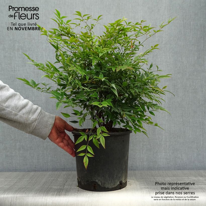 Exemplar von Himmelsbambus - Nandina domestica Topf mit 7,5L/10L wie im Herbst geliefert