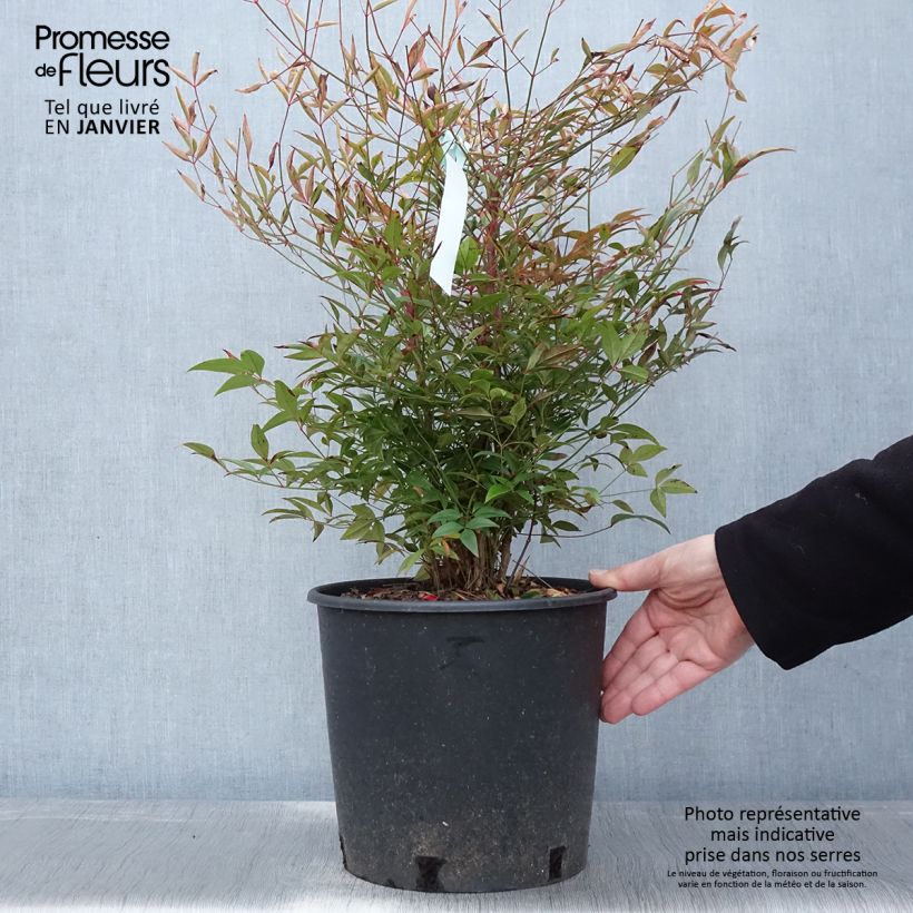 Exemplar von Himmelsbambus - Nandina domestica Topf mit 7,5L/10L wie im Winter geliefert