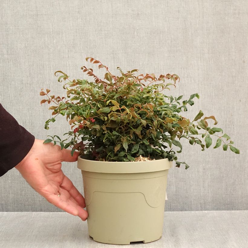 Exemplar von Nandina domestica Curly Obsessed - Himmelsbambus Topf mit 3L/4L wie im Herbst geliefert