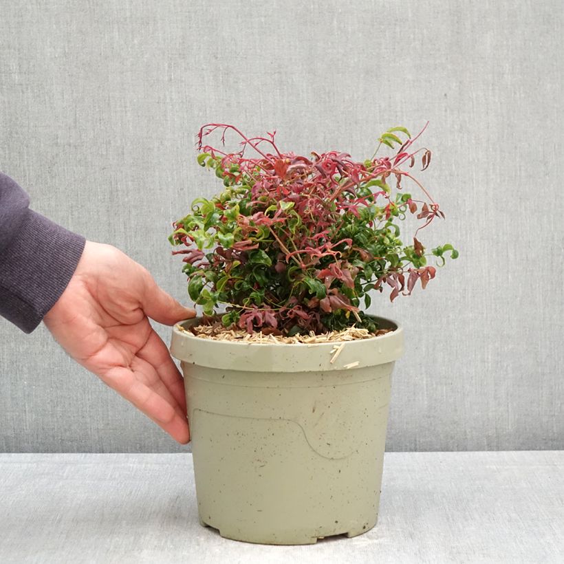 Exemplar von Nandina domestica Curly Obsessed - Himmelsbambus Topf mit 3L/4L wie im Frühjahr geliefert
