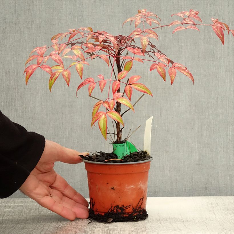 Exemplar von Nandina domestica FLIRT Murasaki - Himmelsbambus Topf 12 cm / 13 cm wie im Herbst geliefert