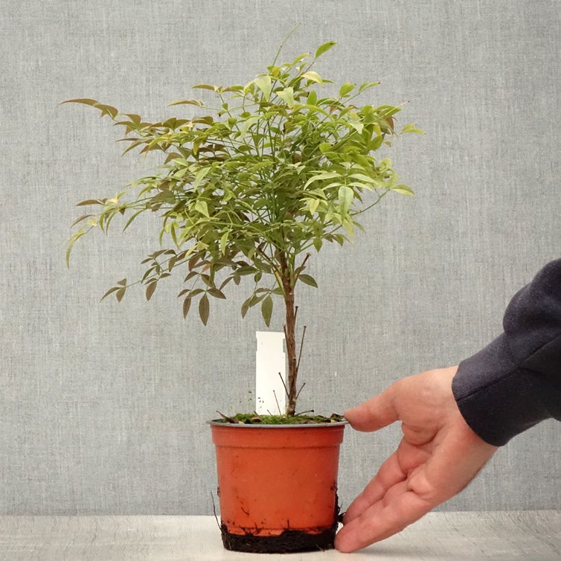 Exemplar von Nandina domestica FLIRT Murasaki - Himmelsbambus Topf 12 cm / 13 cm wie im Sommer geliefert
