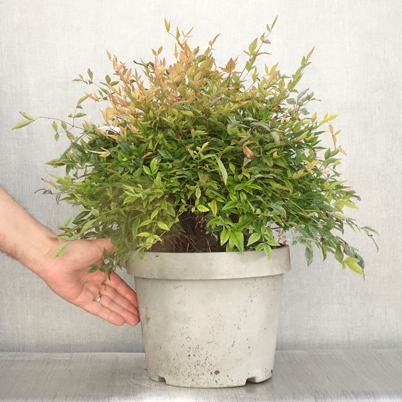 Exemplar von Nandina domestica Gulf Stream - Himmelsbambus Topf mit 7,5L/10L wie im Herbst geliefert