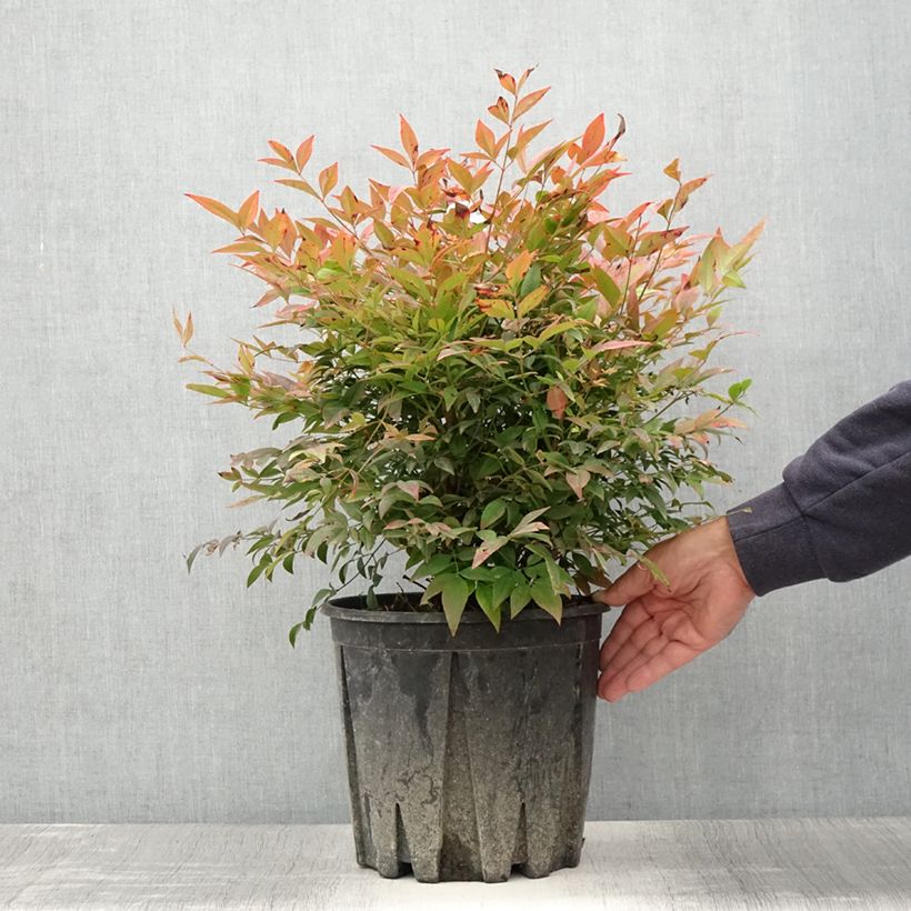 Exemplar von Nandina domestica Gulf Stream - Himmelsbambus Topf mit 7,5L/10L wie im Sommer geliefert
