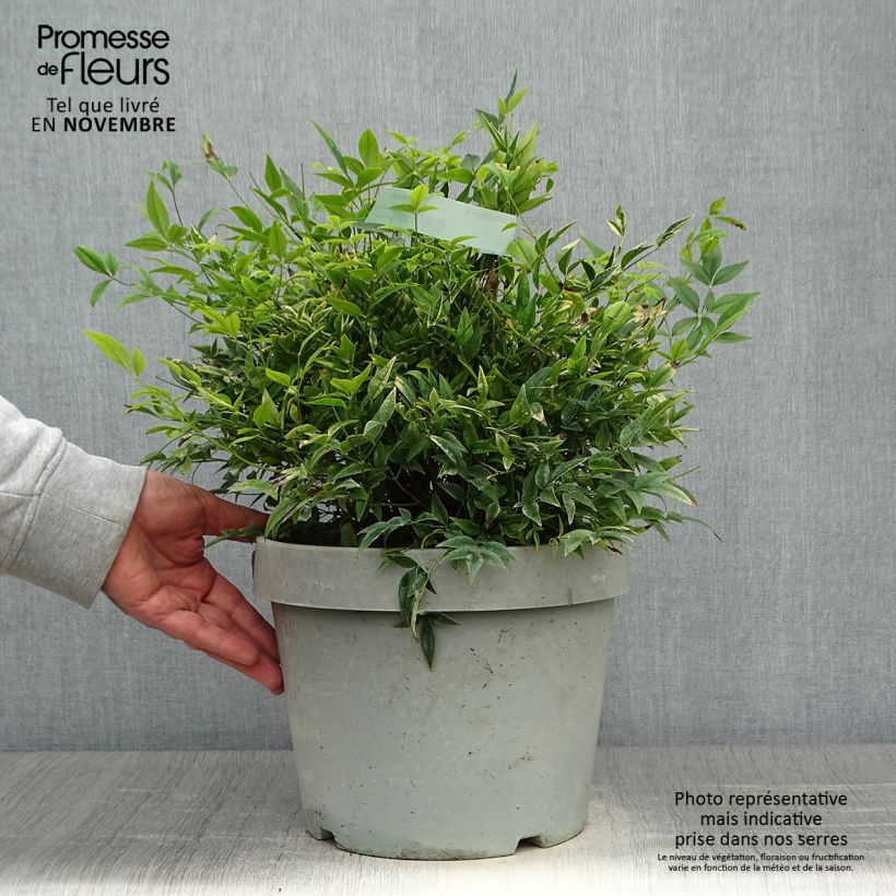 Exemplar von Nandina domestica Lemon and Lime - Himmelsbambus Topf mit 7,5L/10L wie im Herbst geliefert