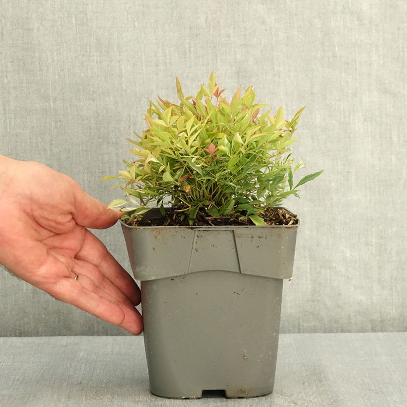 Exemplar von Nandina domestica Red Light - Himmelsbambus Topf mit 2L/3L wie im Sommer geliefert