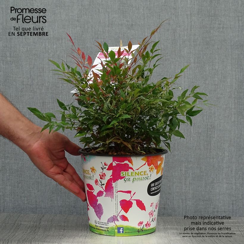 Exemplar von Nandina domestica Red Light - Himmelsbambus Topf mit 3L/4L wie im Herbst geliefert